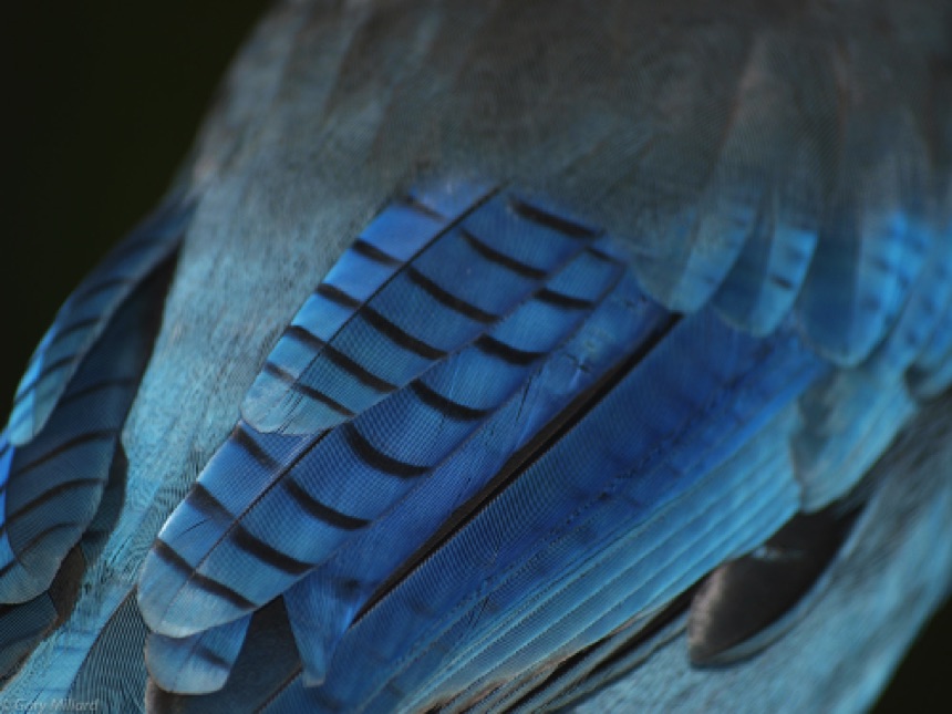 Blue Feathers - Stellar Jay
Mt. Rainier - Washington